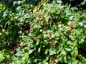 Wild-Raspberries-sm